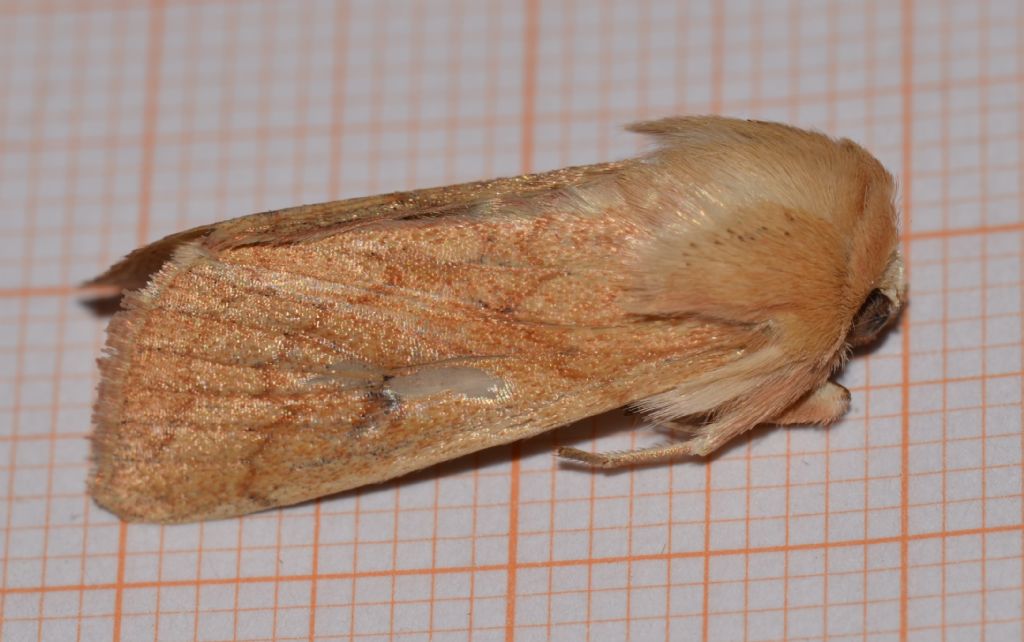 Mythimna (Mythimna) vitellina, Noctuidae